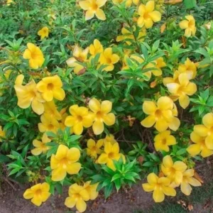 Set of 3 Dwarf Allamanda Live Plants - Yellow Flowering Perennial 4-6