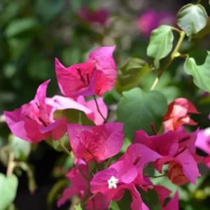 Set of 3 Dwarf Helen Johnson Bougainvillea Live Plants – Pink Blooms, 4-6