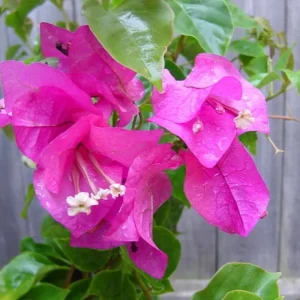 Set of 3 Dwarf Helen Johnson Bougainvillea Live Plants – Pink Blooms, 4-6