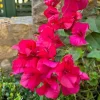 Set of 3 Dwarf Helen Johnson Bougainvillea Live Plants – Pink Blooms, 4-6" Tall - Image 1