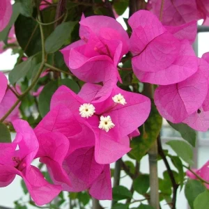 Set of 3 Dwarf Helen Johnson Bougainvillea Live Plants – Pink Blooms, 4-6