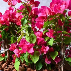 Set of 3 Dwarf Helen Johnson Bougainvillea Live Plants – Pink Blooms, 4-6