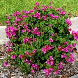 Set of 3 Dwarf Helen Johnson Bougainvillea Live Plants – Pink Blooms, 4-6
