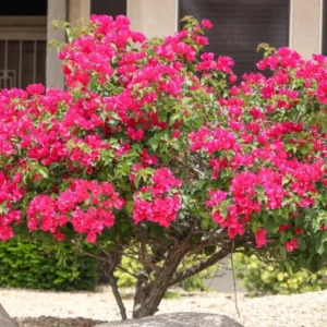 Set of 3 Dwarf Helen Johnson Bougainvillea Live Plants – Pink Blooms, 4-6