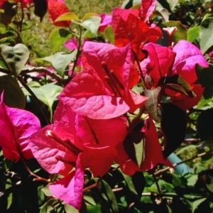Set of 3 Dwarf Helen Johnson Bougainvillea Live Plants – Pink Blooms, 4-6