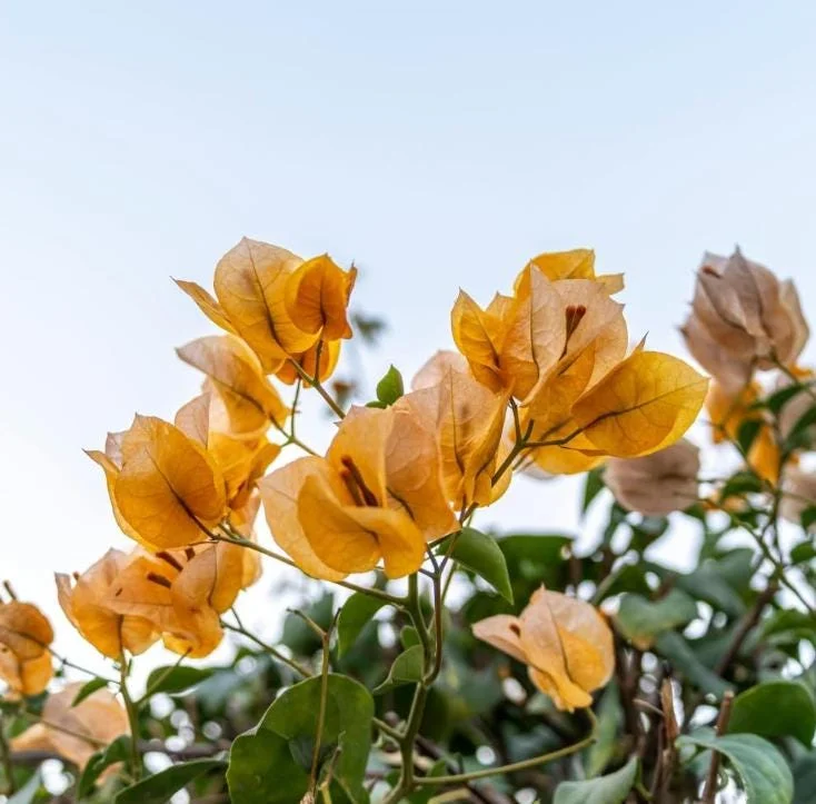 Set of 3 Gold Bougainvillea Live Plants – 4-6" Tall, Golden Yellow Flowering Tropical Vine - Image 3