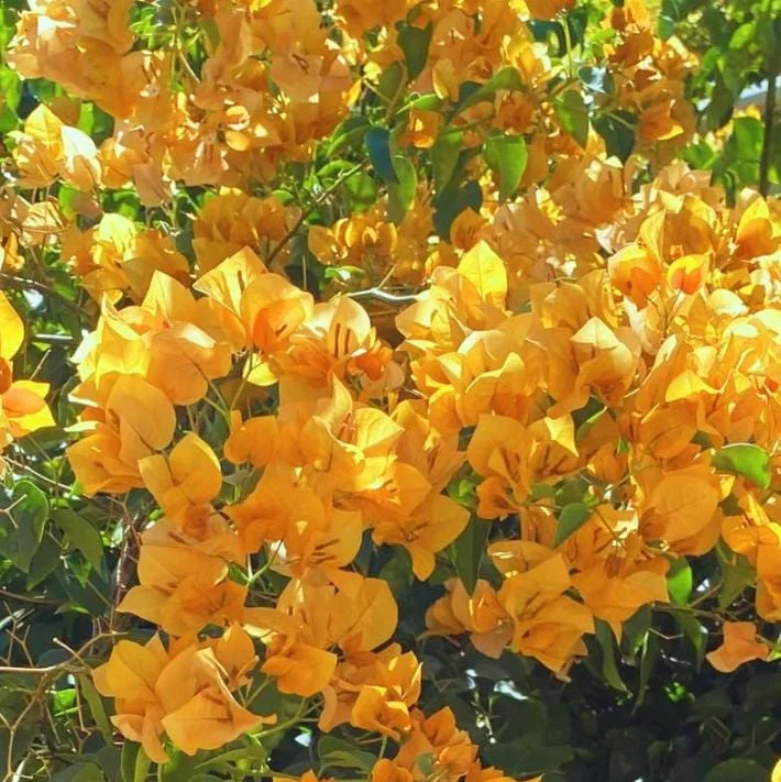 Set of 3 Gold Bougainvillea Live Plants – 4-6" Tall, Golden Yellow Flowering Tropical Vine - Image 4