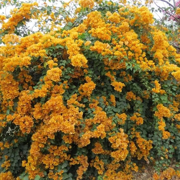 Set of 3 Gold Bougainvillea Live Plants – 4-6" Tall, Golden Yellow Flowering Tropical Vine - Image 5