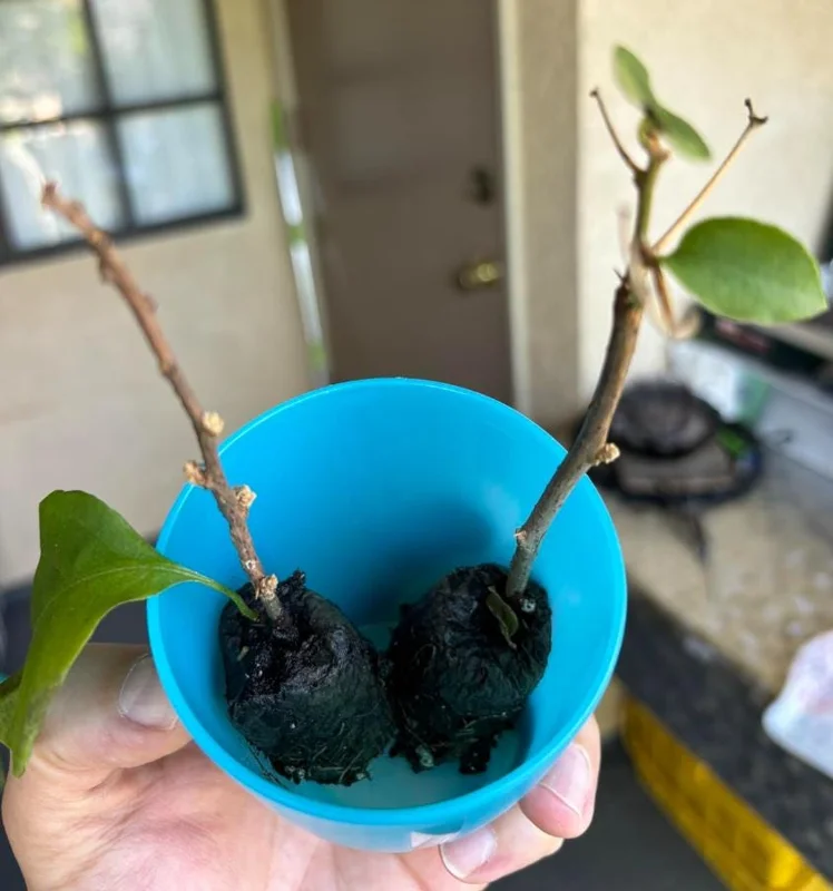 Set of 3 Gold Bougainvillea Live Plants – 4-6" Tall, Golden Yellow Flowering Tropical Vine - Image 6