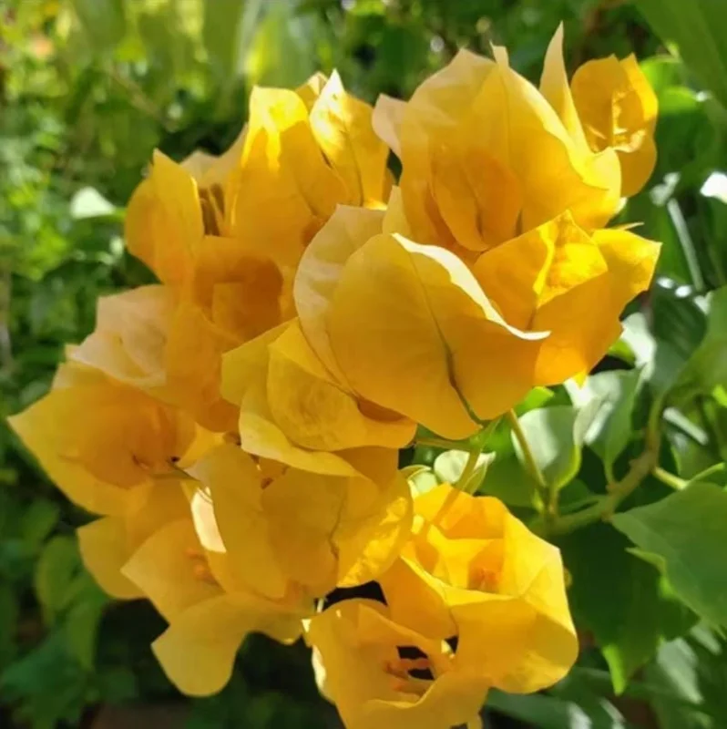 Set of 3 Gold Bougainvillea Live Plants – 4-6" Tall, Golden Yellow Flowering Tropical Vine - Image 7