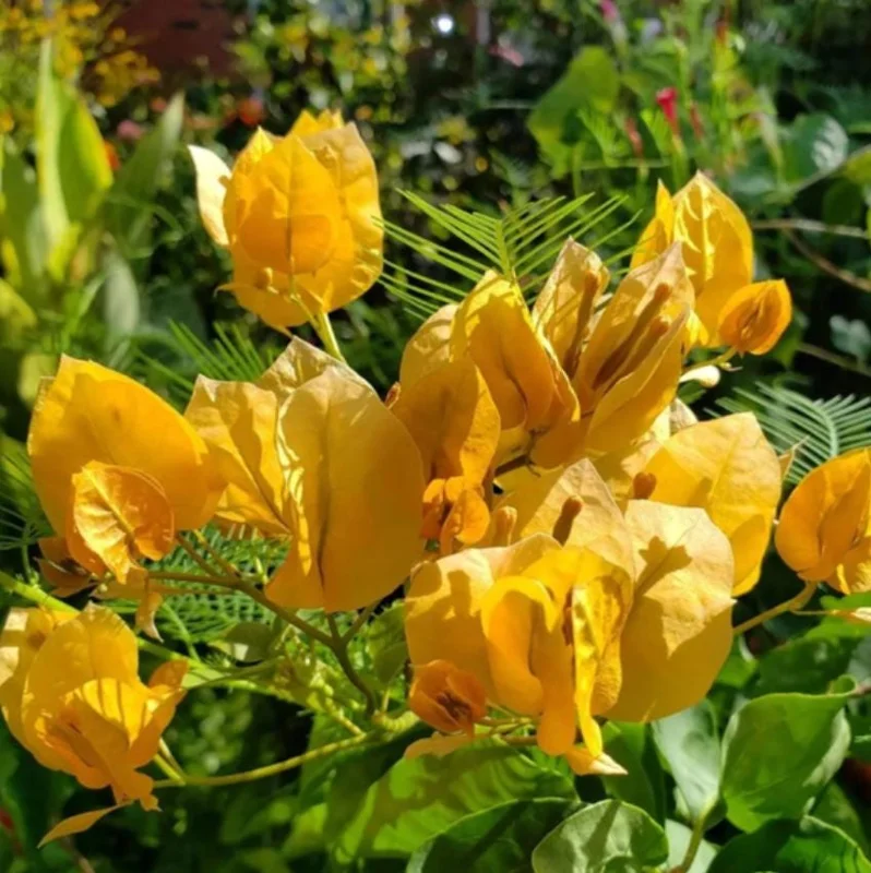 Set of 3 Gold Bougainvillea Live Plants – 4-6" Tall, Golden Yellow Flowering Tropical Vine - Image 8