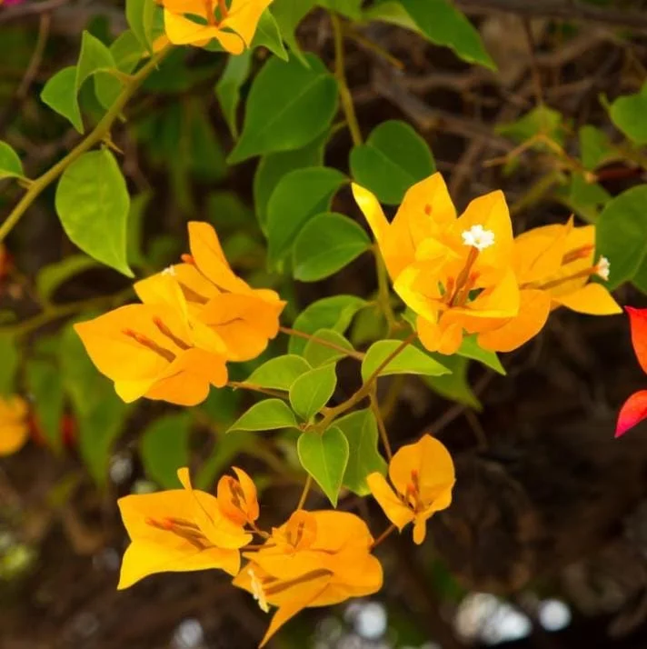 Set of 3 Gold Bougainvillea Live Plants – 4-6" Tall, Golden Yellow Flowering Tropical Vine - Image 9