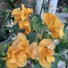 Set of 3 Gold Bougainvillea Live Plants – 4-6" Tall, Golden Yellow Flowering Tropical Vine - Image 1