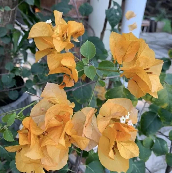 Set of 3 Gold Bougainvillea Live Plants – 4-6" Tall, Golden Yellow Flowering Tropical Vine - Image 1