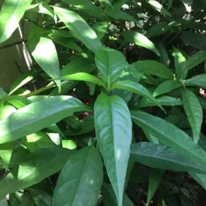 Set of 3 Hoan Ngoc Live Plants (Pseuderanthemum palatiferum) – 5–9