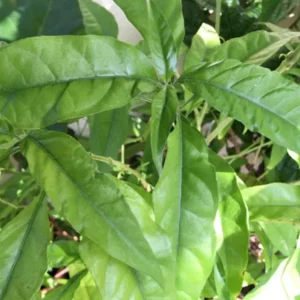 Set of 3 Hoan Ngoc Live Plants (Pseuderanthemum palatiferum) – 5–9