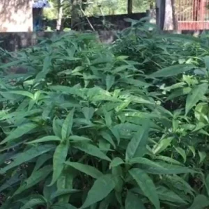 Set of 3 Hoan Ngoc Live Plants (Pseuderanthemum palatiferum) – 5–9