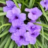 Set of 3 Katie's Dwarf Blue Ruellia Live Plants – 3-6 inch Tall Starters, No Pot - Image 1