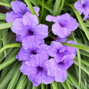 Set of 3 Katie's Dwarf Blue Ruellia Live Plants – 3-6 inch Tall Starters, No Pot - Image 1