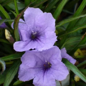 Set of 3 Katie's Dwarf Blue Ruellia Live Plants – 3-6 inch Tall Starters, No Pot - Image 2