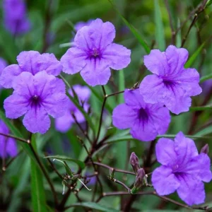 Set of 3 Katie's Dwarf Blue Ruellia Live Plants – 3-6 inch Tall Starters, No Pot - Image 3