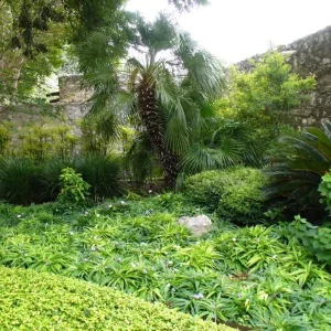 Set of 3 Katie's Dwarf Blue Ruellia Live Plants – 3-6 inch Tall Starters, No Pot - Image 5