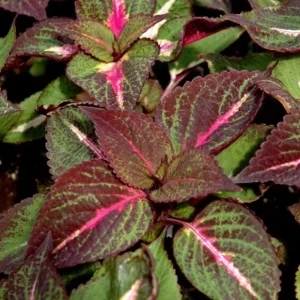 Set of 3 Live Magilla Perilla Coleus Plants – 5-9