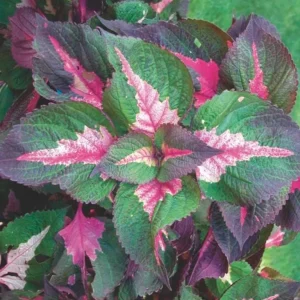 Set of 3 Live Magilla Perilla Coleus Plants – 5-9