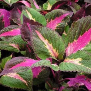 Set of 3 Live Magilla Perilla Coleus Plants – 5-9