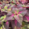 Set of 3 Live Magilla Perilla Coleus Plants – 5-9" Tall Starter Plants - Image 1