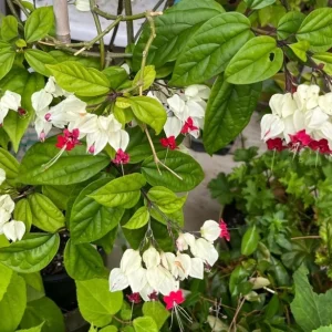 Set of 3 Live White Bleeding Heart Vine Plants (Clerodendrum thomsoniae) – 5-9