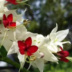 Set of 3 Live White Bleeding Heart Vine Plants (Clerodendrum thomsoniae) – 5-9