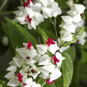 Set of 3 Live White Bleeding Heart Vine Plants (Clerodendrum thomsoniae) – 5-9