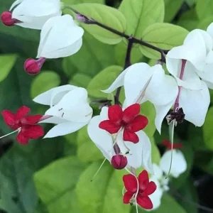 Set of 3 Live White Bleeding Heart Vine Plants (Clerodendrum thomsoniae) – 5-9