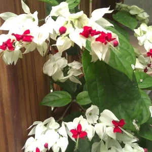 Set of 3 Live White Bleeding Heart Vine Plants (Clerodendrum thomsoniae) – 5-9