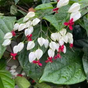 Set of 3 Live White Bleeding Heart Vine Plants (Clerodendrum thomsoniae) – 5-9