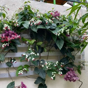 Set of 3 Live White Bleeding Heart Vine Plants (Clerodendrum thomsoniae) – 5-9