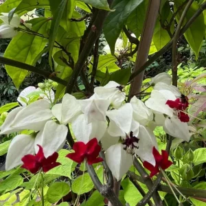 Set of 3 Live White Bleeding Heart Vine Plants (Clerodendrum thomsoniae) – 5-9