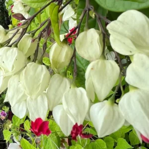 Set of 3 Live White Bleeding Heart Vine Plants (Clerodendrum thomsoniae) – 5-9