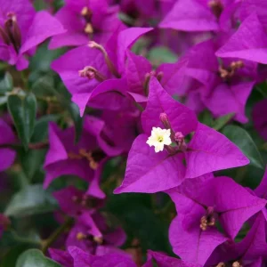 Set of 3 New River Bougainvillea Live Plants – 4-6