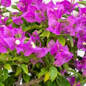 Set of 3 New River Bougainvillea Live Plants – 4-6