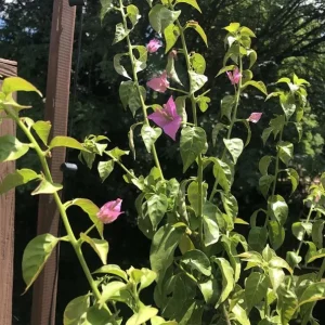 Set of 3 New River Bougainvillea Live Plants – 4-6