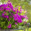 Set of 3 New River Bougainvillea Live Plants – 4-6" Tall – Purple Flowering Vine - Image 1