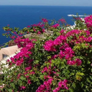 Set of 3 Pixie Pink Bougainvillea Live Plants – 4-6