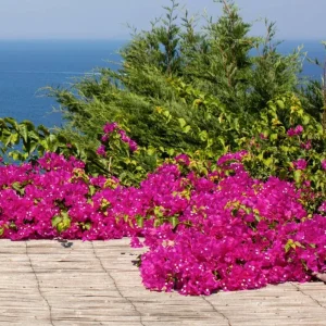 Set of 3 Pixie Pink Bougainvillea Live Plants – 4-6