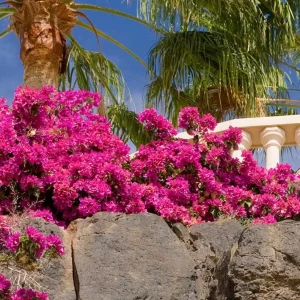 Set of 3 Pixie Pink Bougainvillea Live Plants – 4-6