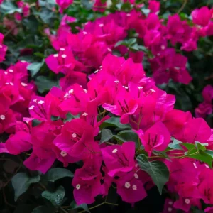 Set of 3 Pixie Pink Bougainvillea Live Plants – 4-6