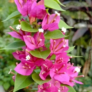 Set of 3 Pixie Pink Bougainvillea Live Plants – 4-6