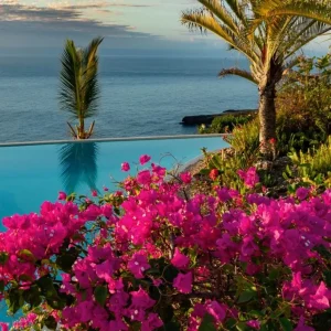 Set of 3 Pixie Pink Bougainvillea Live Plants – 4-6