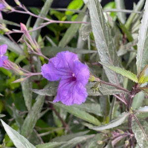 Set of 3 Purple Showers Ruellia Live Plants – Mexican Petunia – 4-8